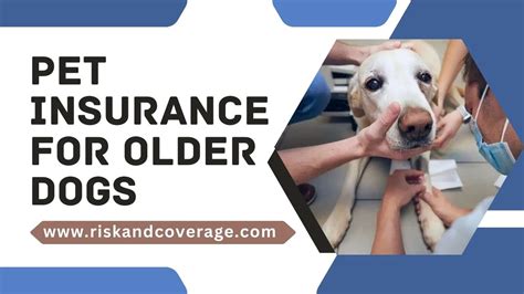 older dogs insurance